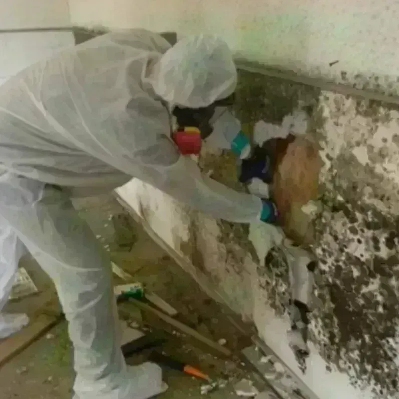 Mold Remediation and Removal in Marion County, WV